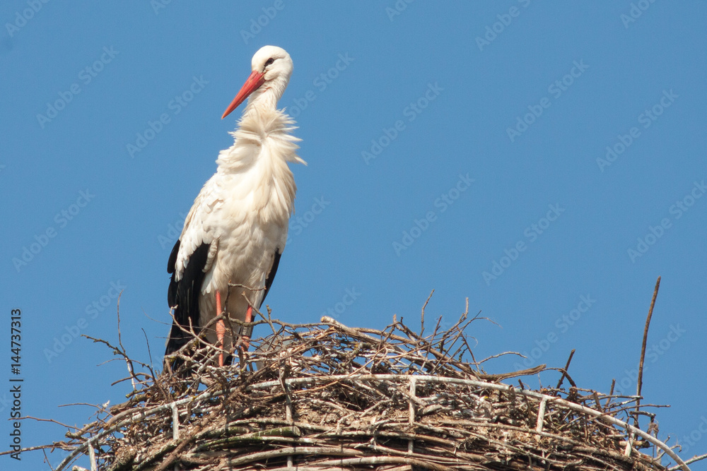 Fototapeta premium Storch im Nest