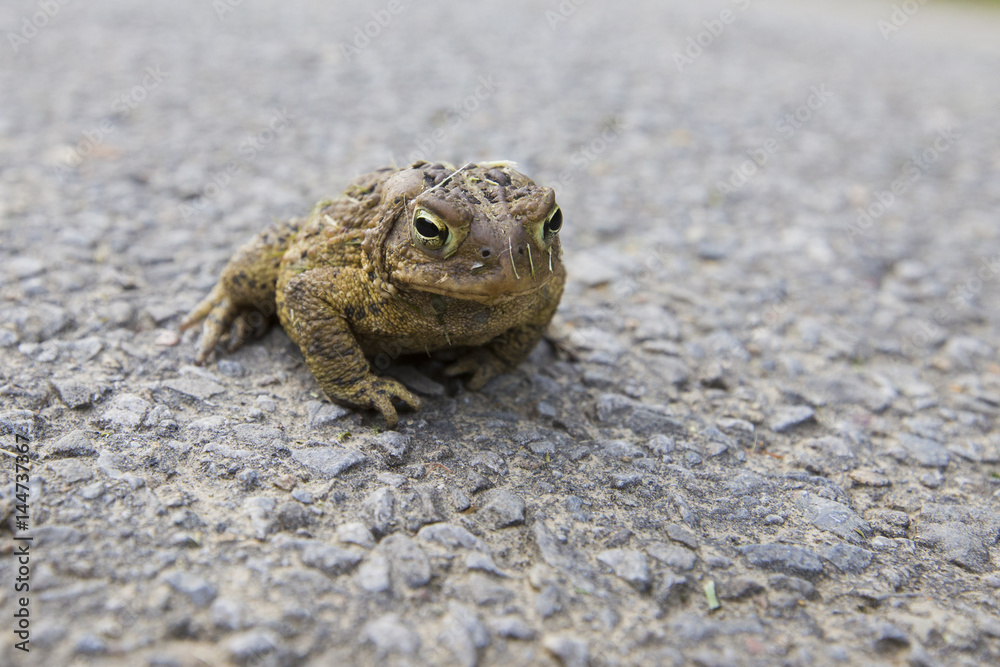 Obraz premium American toad 