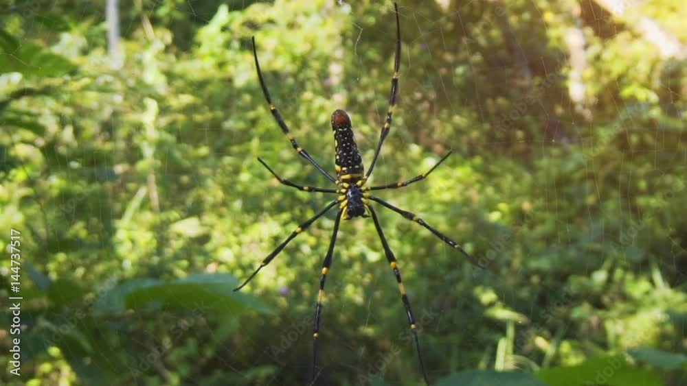 Wild, Golden Silk Orb Weaver Spider in the Thailand Wild, Golden Silk Orb Weaver Spider in the Thailand