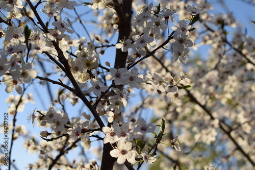 Small white flowers