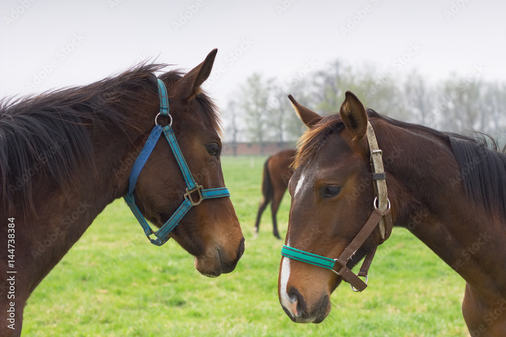Obraz premium Two horse couple portrait, playing thoroughbreds in the paddock. Friendship of two young horses.