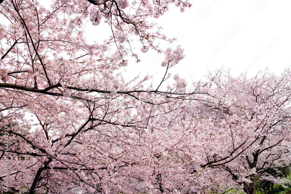 Full bloom sakura flower tree isolated, pink japan flora bush, spring floral branch on white background. Treetop of Cherry blossom petal leaf. Full bloom sakura flower tree isolated, pink japan flora bush, spring floral branch on white background. Treetop of Cherry blossom petal leaf.