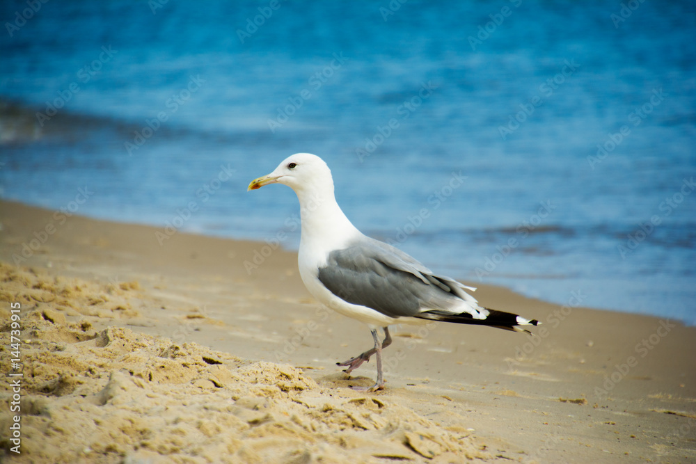One seagull standing in sand on a beach One seagull standing in sand on a beach