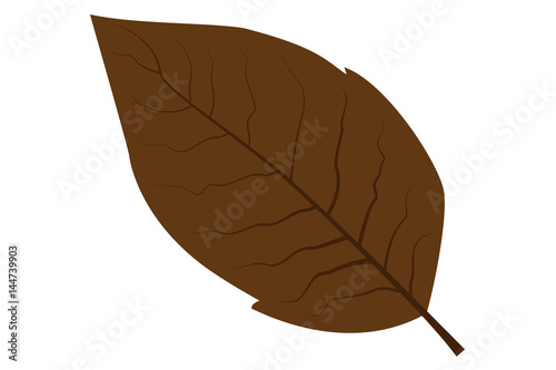 tobacco leaf vector illustration