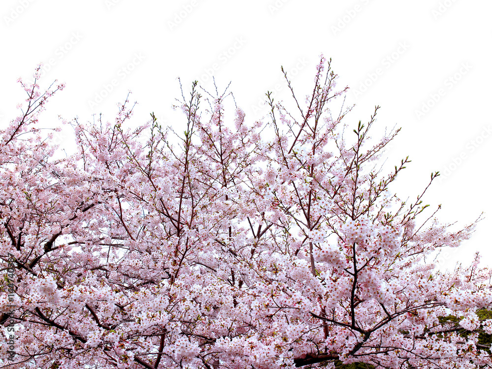 Full bloom sakura flower tree isolated, pink japan flora bush, spring floral branch on white background. Treetop of Cherry blossom petal leaf.