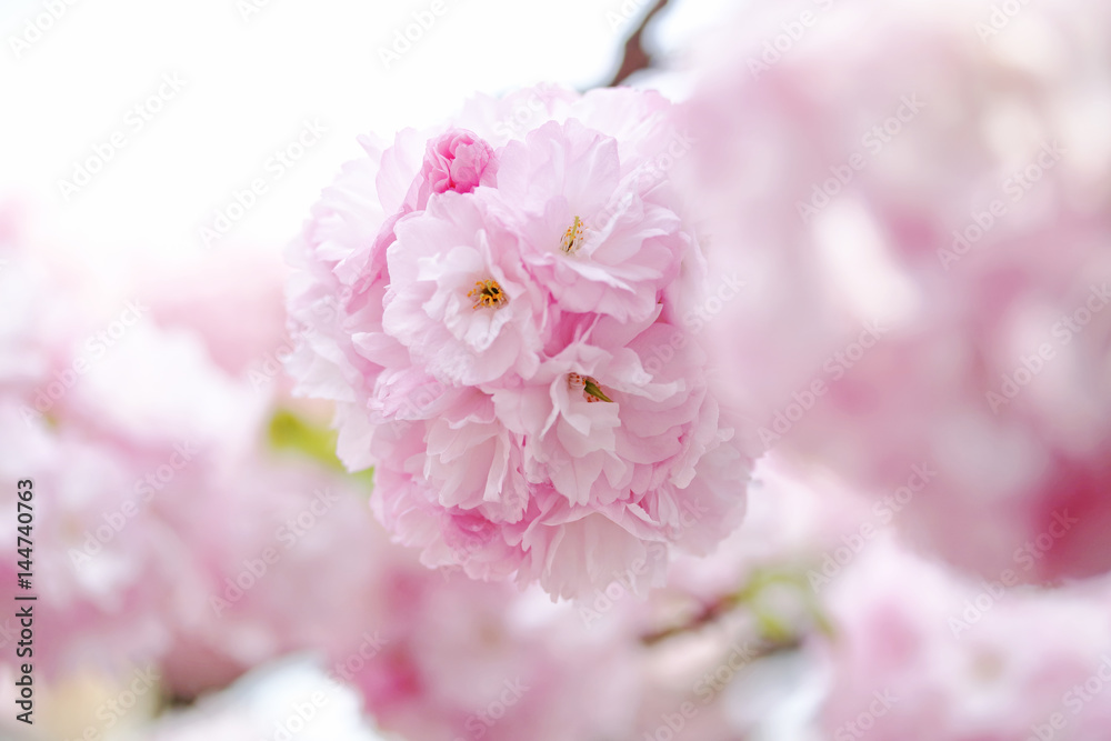 八重桜 八重桜