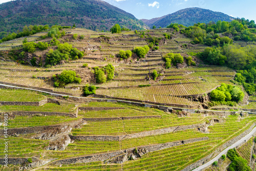 Valtellina (IT) - Vigneti in zona Chiuro Valgella - Vista aerea primaverile  photo