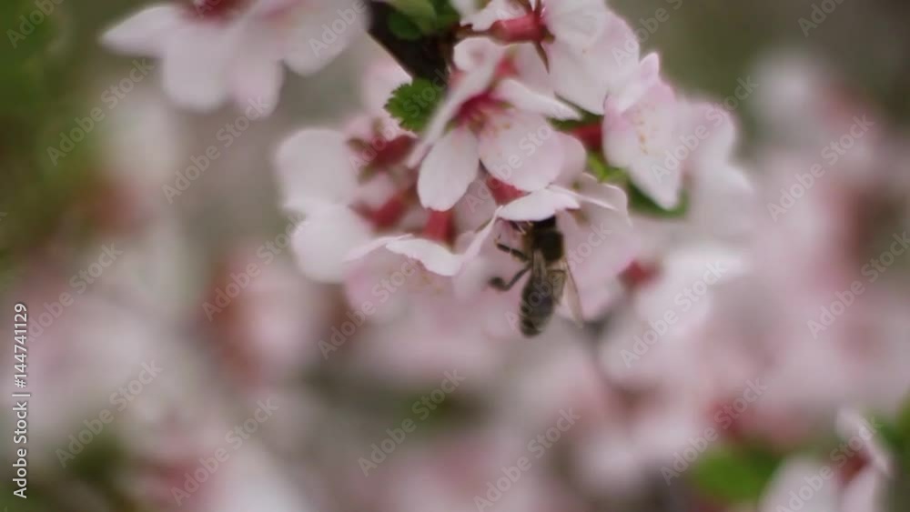 A blossoming cherry bush. Macro shooting of flowers, leaves and branches. The flowers are white with a pink color. The bee collects nectar and pollinates. Flying bee A blossoming cherry bush. Macro shooting of flowers, leaves and branches. The flowers are white with a pink color. The bee collects nectar and pollinates. Flying bee