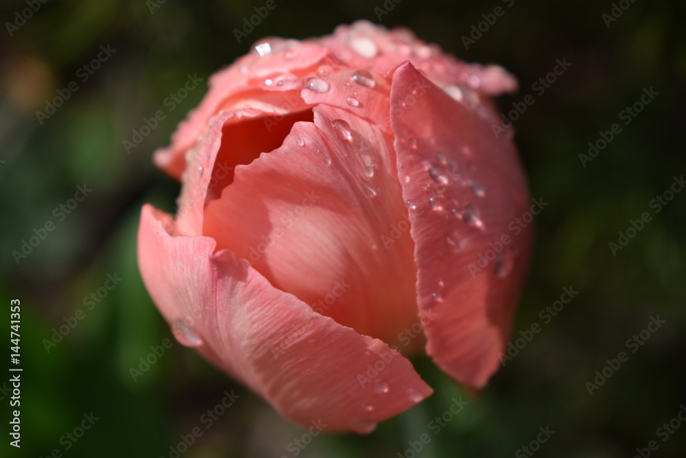 The most beautiful tulip The most beautiful tulip