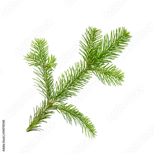 Fir or Spruce Branch Isolated on White