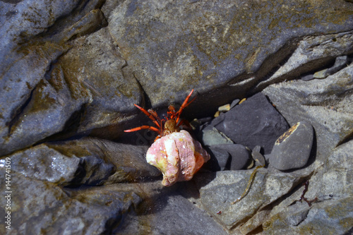 Hermit crab under the rocks