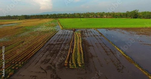 The farmer use tractor prepares the ground for planting rice. rice fields around the temple there have many kine of birds find food in the plow. photo