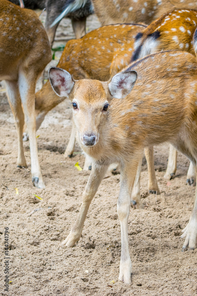 Herd of Sika deers, young female with large eye, Vietnam, island, Nha Trang Herd of Sika deers, young female with large eye, Vietnam, island, Nha Trang