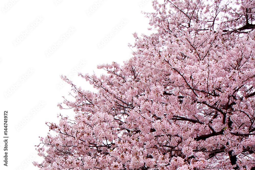 Full bloom sakura flower tree isolated, pink japan flora bush, spring floral branch on white background. Treetop of Cherry blossom petal leaf.