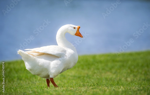 White Chinese Goose also known as Swan Goose  Anser cygnoides  strolling through green grass by lake