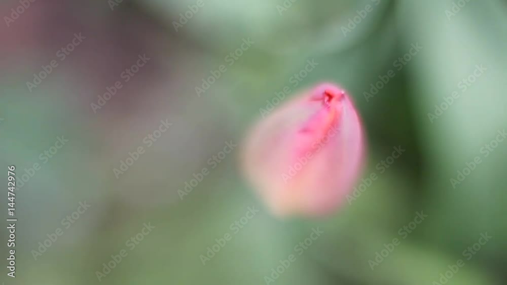 Flowering tulip. Macro shot with blur. Closed bud. Flowering tulip. Macro shot with blur. Closed bud.