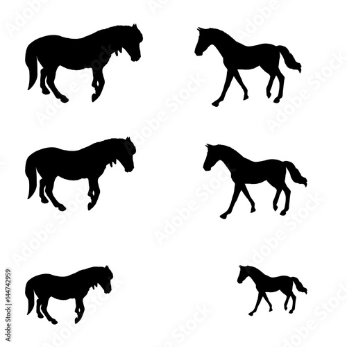 Black horses