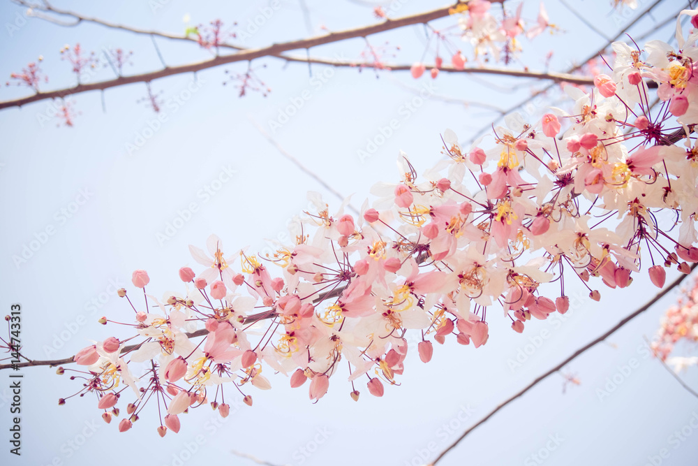 Fototapeta premium Pink shower tree,Cassia bakeriana