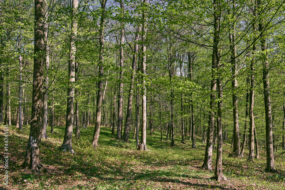 Naklejka premium Forest of beech trees