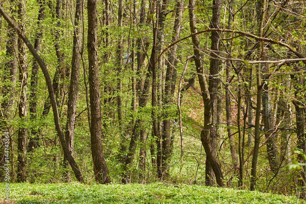 Hornbeam forest in the spring Hornbeam forest in the spring