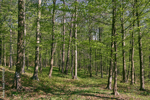 Fototapeta Naklejka Na Ścianę i Meble -  Forest of beech trees
