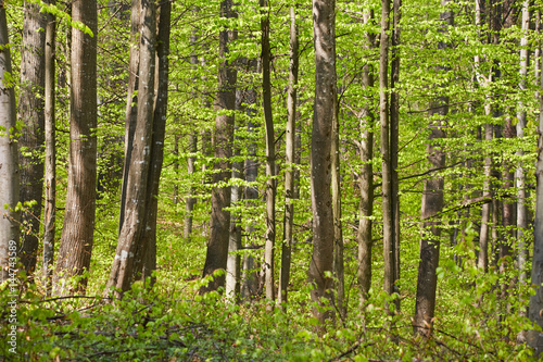 Forest of beech trees