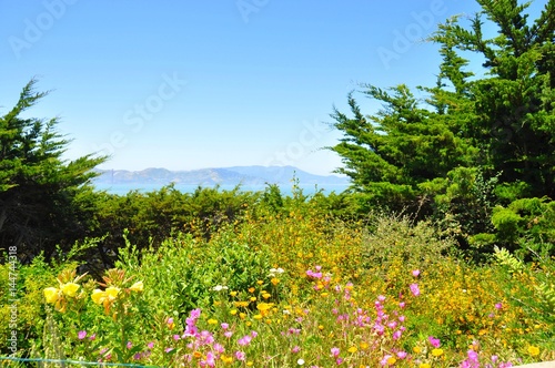 The Bay through the Trees