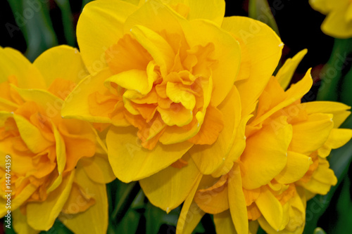 Fototapeta Naklejka Na Ścianę i Meble -  Close up of pretty yellow daffodils