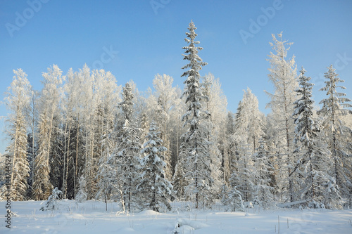 Nature winter landscape on a clear sunny day © kichigin19