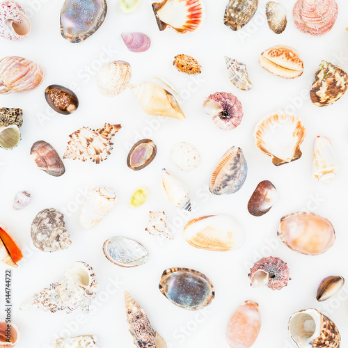 Natural pattern of exotic sea shells isolated on white background. Flat lay. Top view. Ocean background