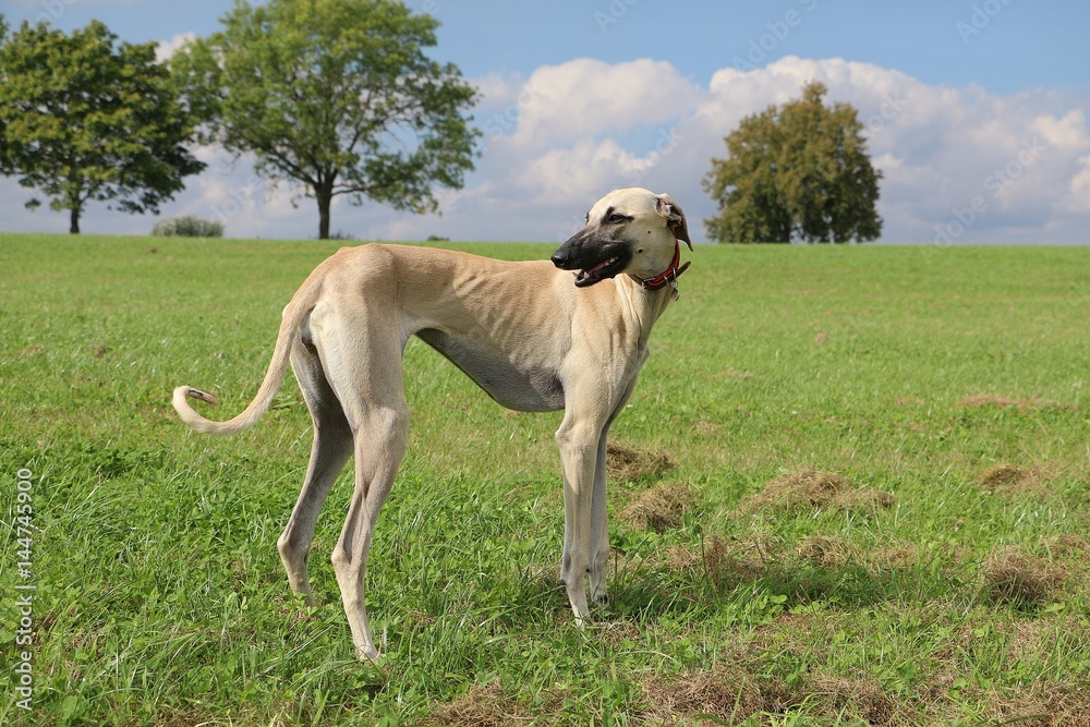 windhund portrait windhund portrait