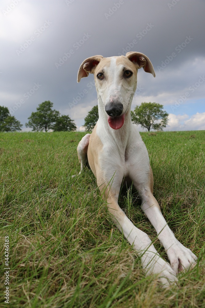 lächelnder windhund