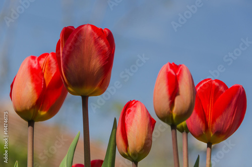 red tulips