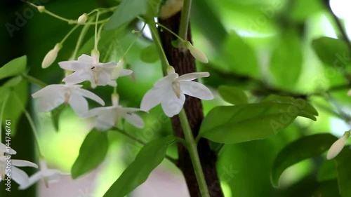 Wild Water Plum in outdoor gardens.