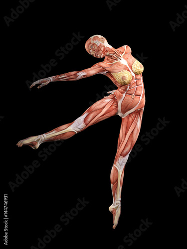 Female muscle anatomy dancing 3D Illustration