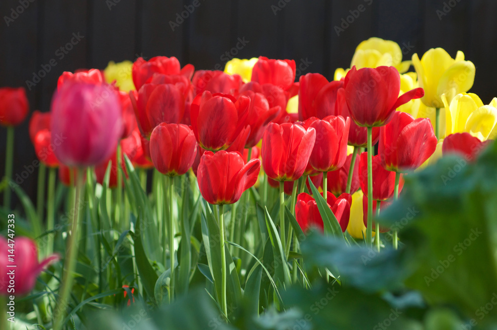 Tulips Red Yellow