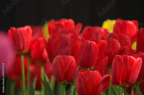 Tulips Red Yellow