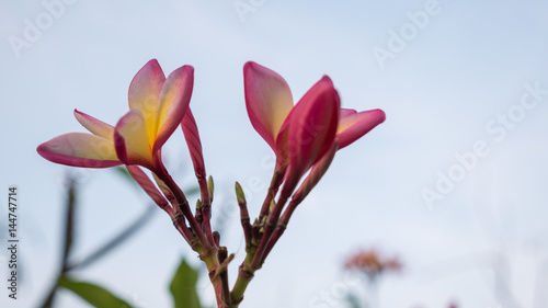 Close-up tropical frangipani flower, plumeria flower