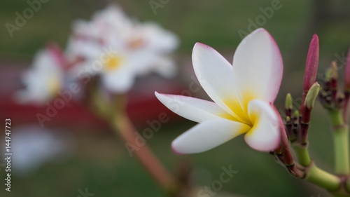 Close-up tropical  frangipani flower  plumeria flower
