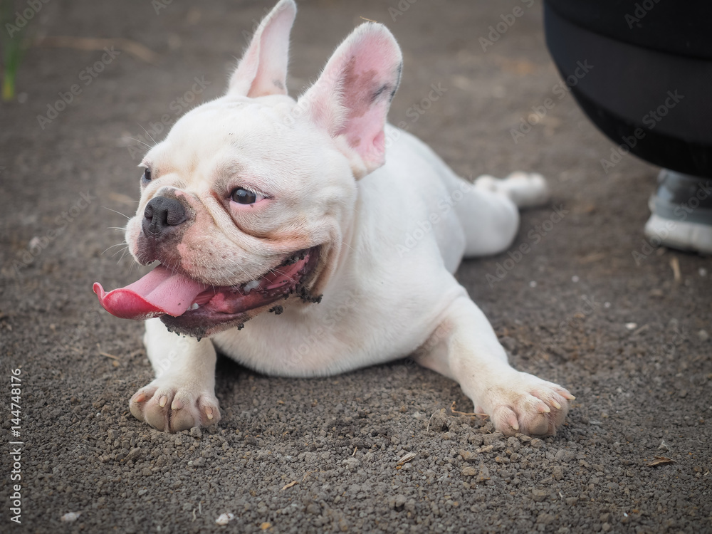 French bulldog playing in the field