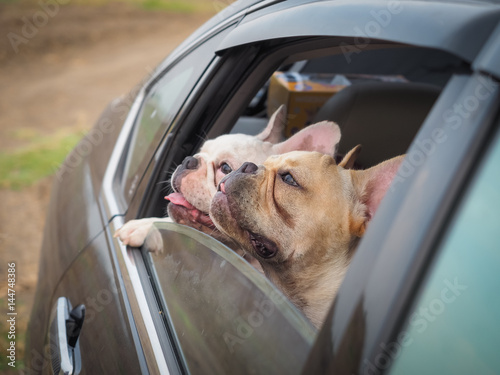 French bulldog in the car window