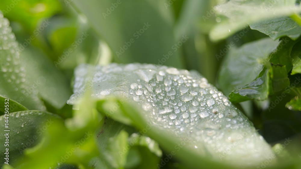waterdrops on leaf