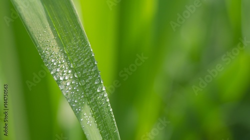 waterdrops on leaf