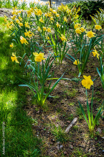 Fototapeta Naklejka Na Ścianę i Meble -  Daffodil Abundance