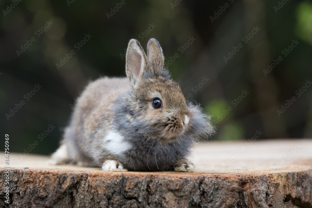 Fototapeta premium Baby rabbit in nature