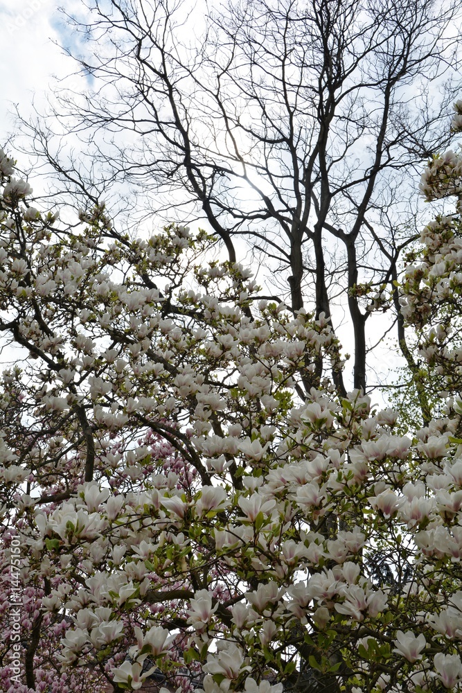 Viele weiße Magnolien Blüten auf dem Baum ( Magnoliaceae ) Viele weiße Magnolien Blüten auf dem Baum ( Magnoliaceae )