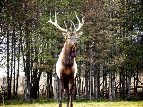 Elk