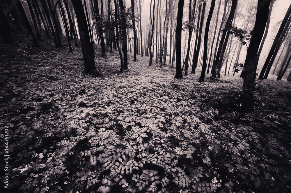 Naklejka premium dark forest background