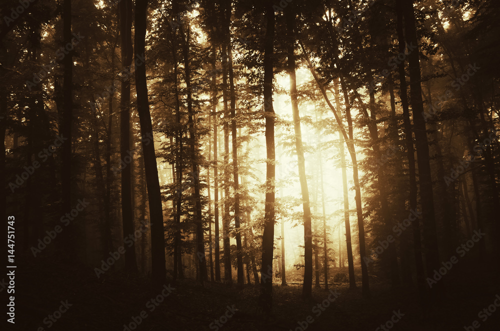 sunrise in dark forest with sun light between trees