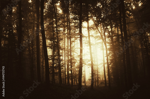 sunrise in dark forest with sun light between trees